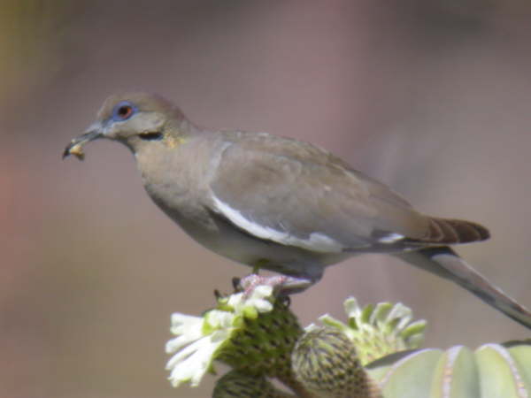 White-winged Dove 