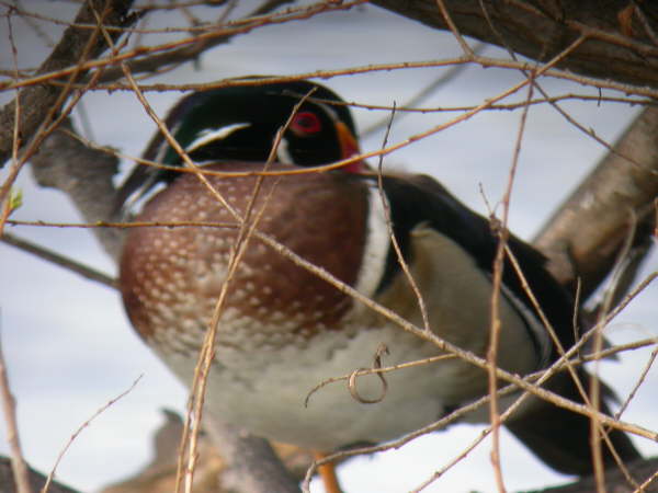 Wood Duck 