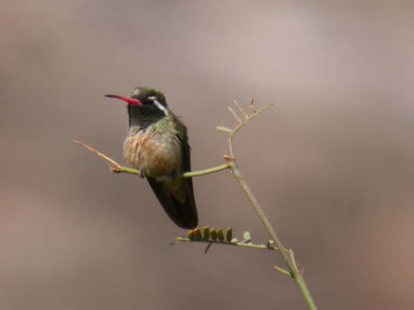 Xantus' hummingbird