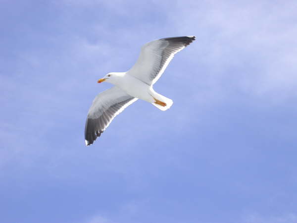 Yellow footed Gull