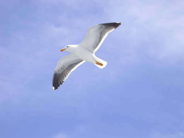 Yellow-footed Gull
