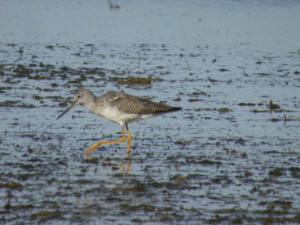 Yellowlegs