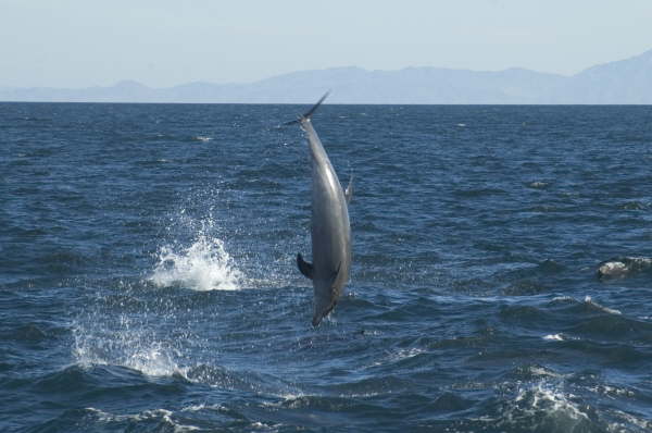 Bottlenose dolphin (by Gerald Broddelez)