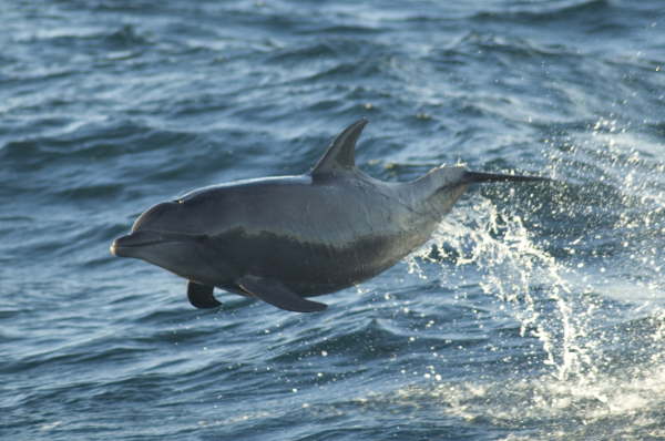 Bottlenose dolphin (by Gerald Broddelez)