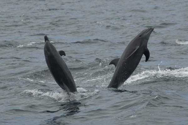 Bottlenose dolphins (by Gerald Broddelez)