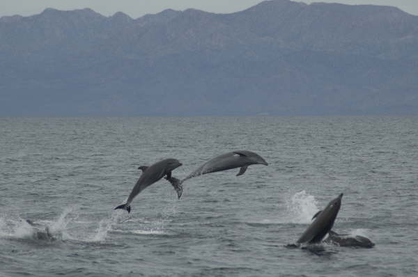 Bottlenose dolphins (by Gerald Broddelez)