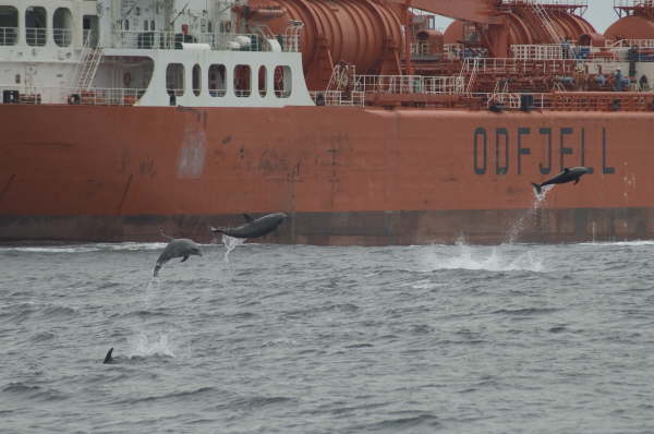 Bottlenose dolphins (by Gerald Broddelez)