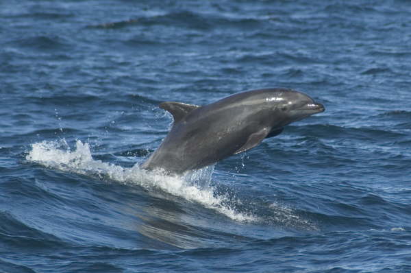 Bottlenose dolphin (by Gerald Broddelez)