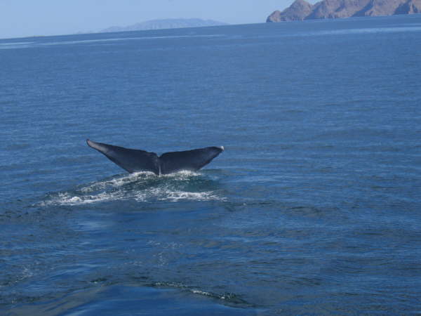 Blue whale