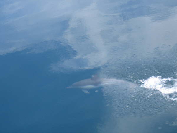 Bottlenose dolphin