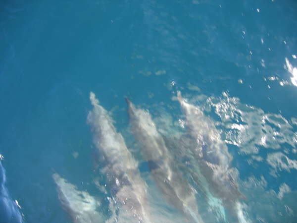 Bottlenose dolphins