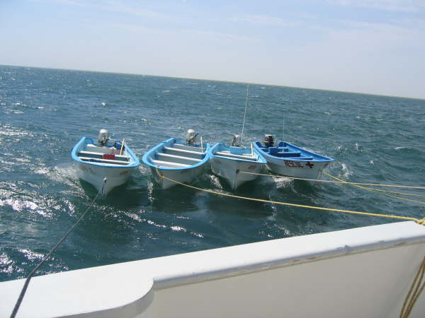 Watching gray whales