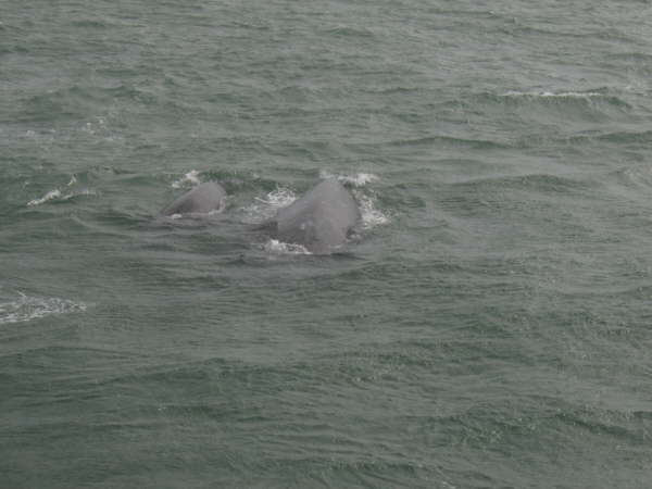 Watching gray whales