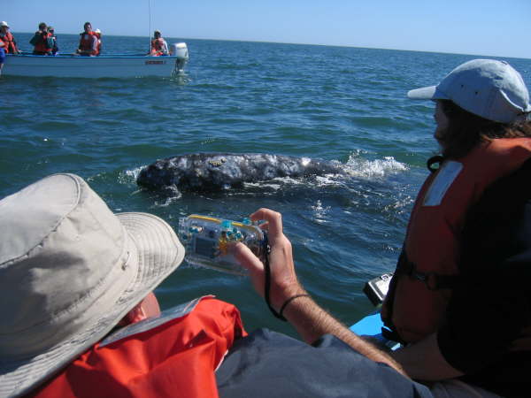 Watching the gray whales