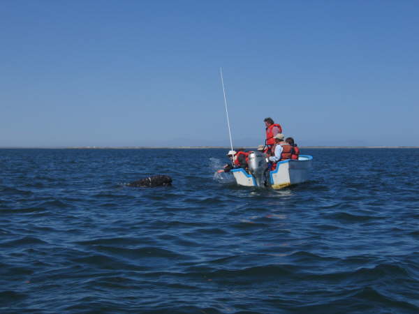 Watching gray whales