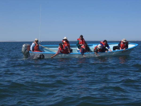 Watching gray whales