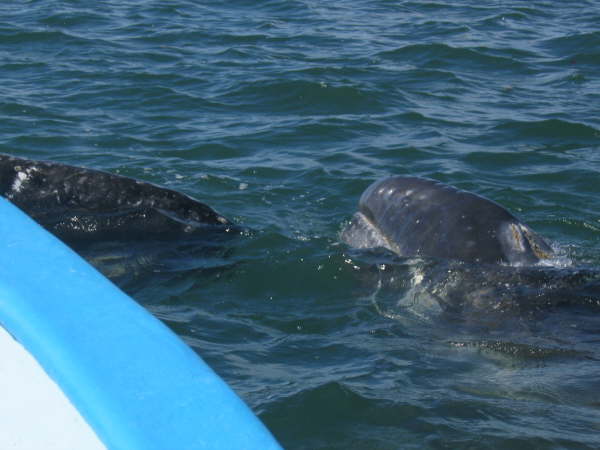 Watching the gray whales