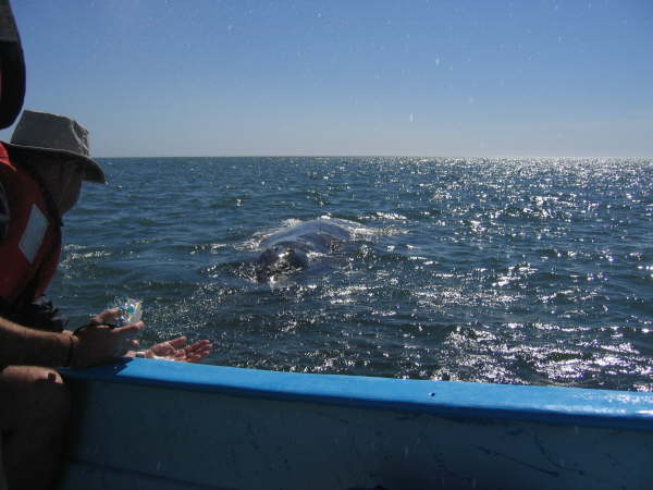 Watching gray whales