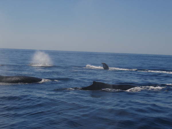Humpback whales