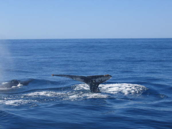 Humpback whales