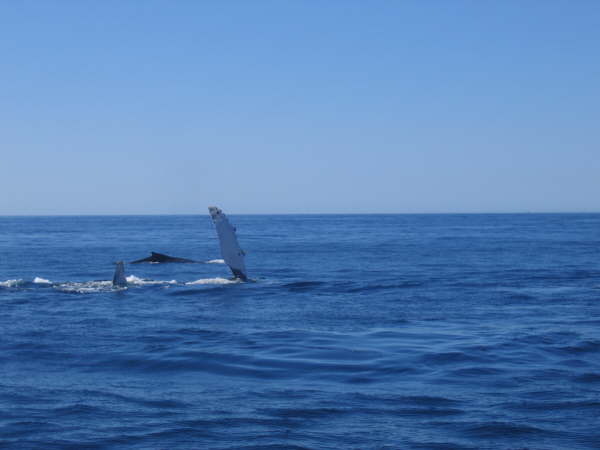 Humpback whales