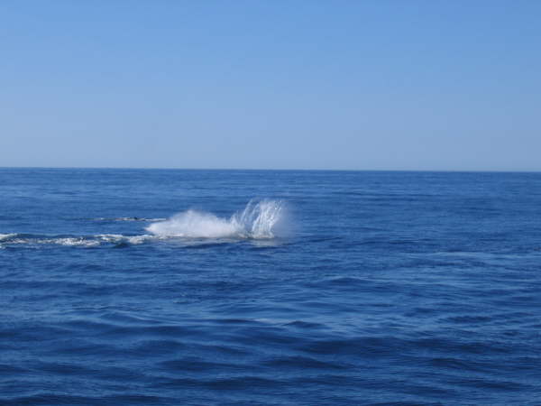 Humpback whales