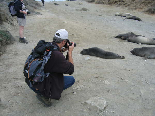 Elephant seals (with Gerald)