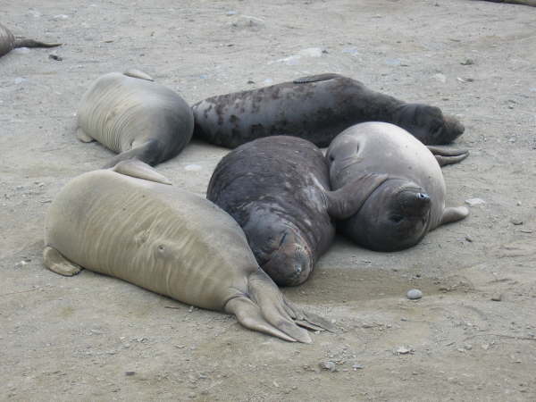 Elephant seals