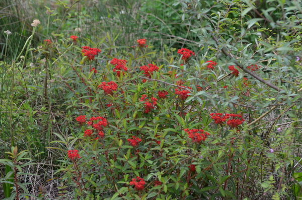 Euphorbia Griffithii