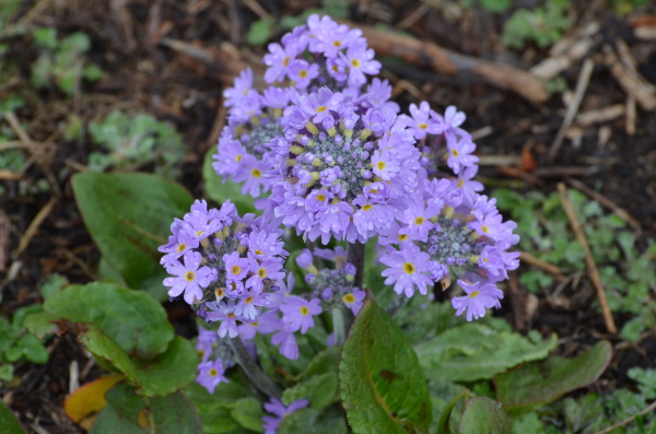 Primula