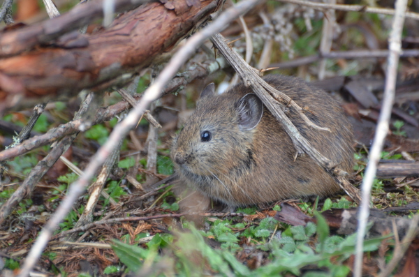 Royle's Pika