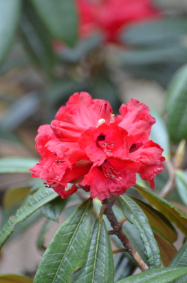 Rhododendron