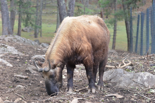 Takin (in captivity)