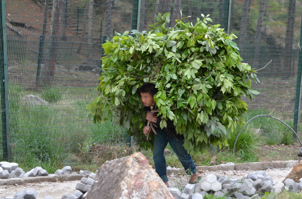 Food arriving for the takins