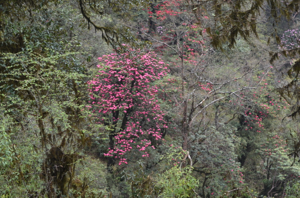Rhodendron forest