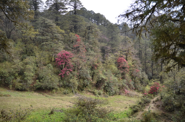 Rhododendron forest