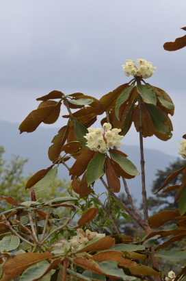 Rhododendron Falconeri
