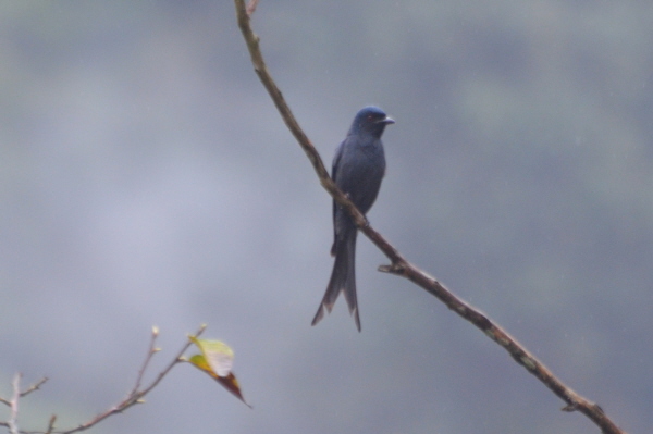 Ashy Drongo