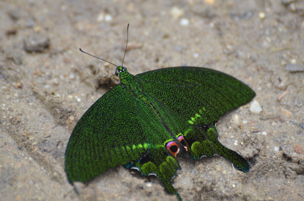 Paris Peacock (Papilio paris)