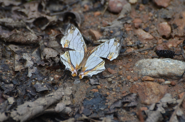 Not damaged - this is what they all look like !