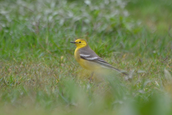 Citrine Wagtail