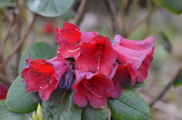 Rhododendron