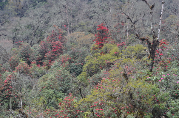 More rhododendrons