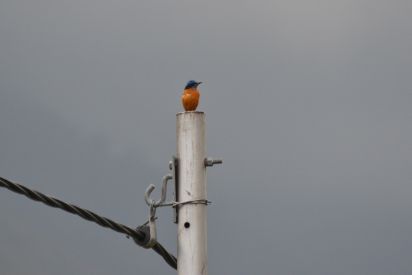 Blue-capped Rock Thrush