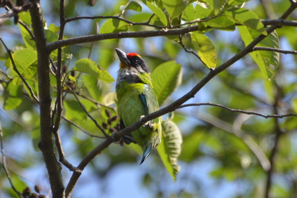 Golden-throated Barbet