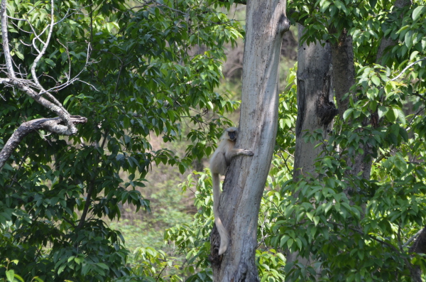 Gee's Golden Langur