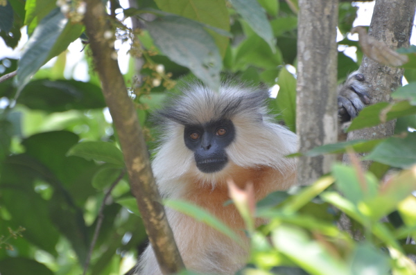 Gee's Golden Langur
