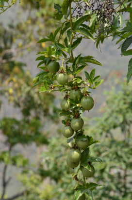 Probably a type of passiflora