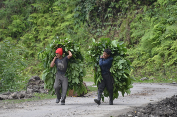 Picking greenery to feed to cattle