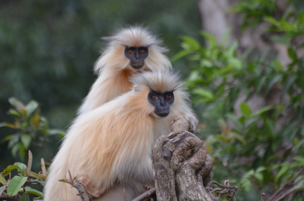 Gee's Golden Langur